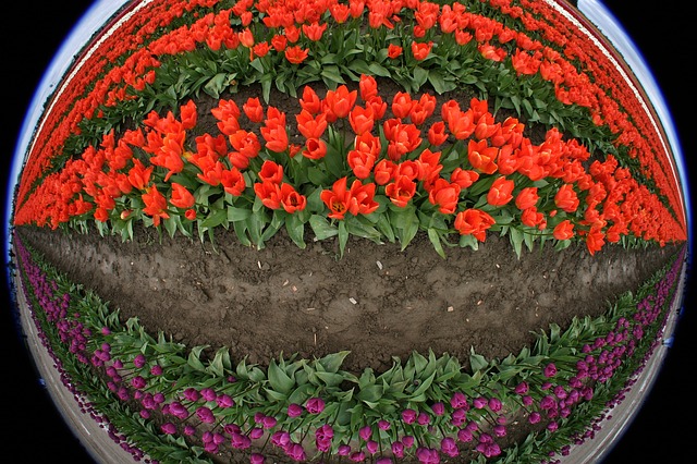 Tulips, Flowers, Fish Eye, Red - Free image - 175596