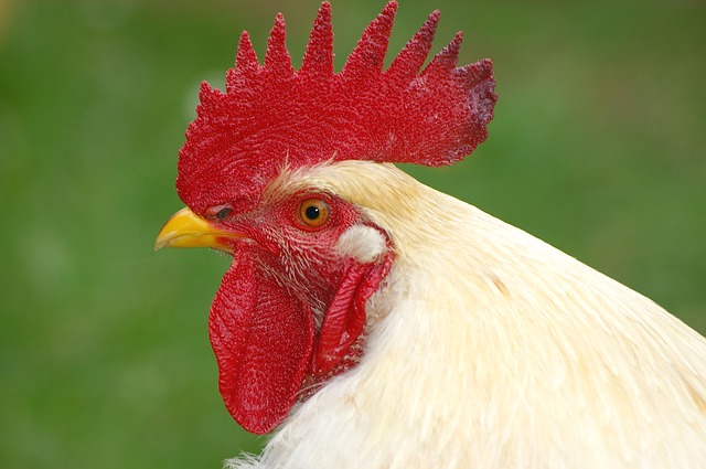 Hahn, Cockscomb, Comb Teeth, Farm - Free image - 66341