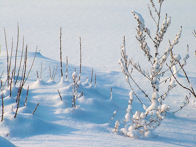 Winter, The Frost, Frost - Free image - 234721