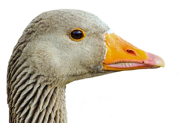 Greylag, Isolated, Pets, Neck - Free image - 315791