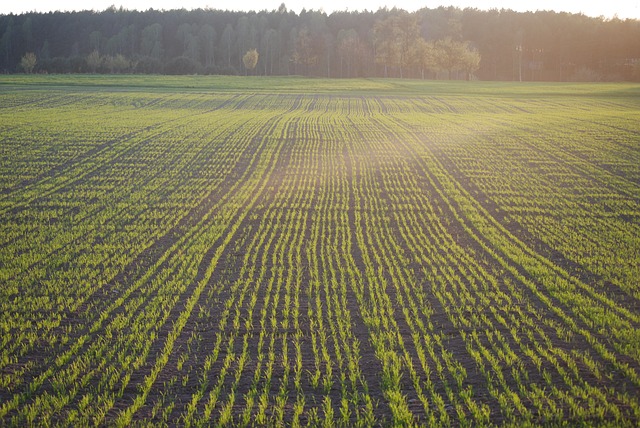 Field, Corn, Hay, View, Village - Free image - 280856