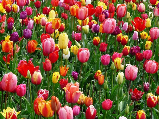 Tulips, Bed, Colorful, Color - Free image - 52125