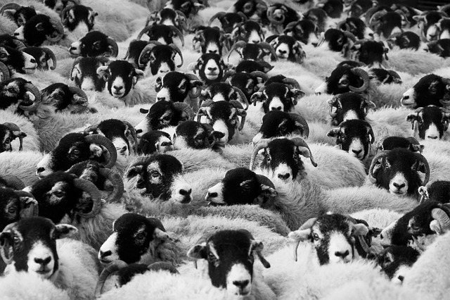 Sheep, Agriculture, Animals - Free image - 17482