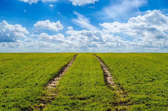 Grass, Green, Agriculture, Farming - Free image - 316667