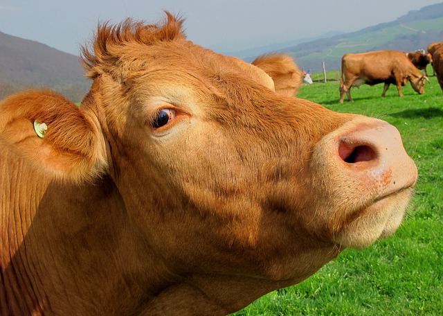 Brown, Cow, Mammal, Animal, Head - Free image - 216001