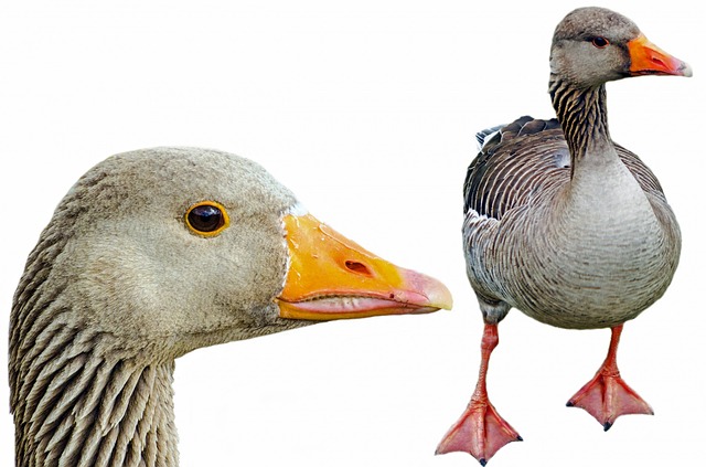 Greylag, Isolated, Pets, Neck - Free image - 315792