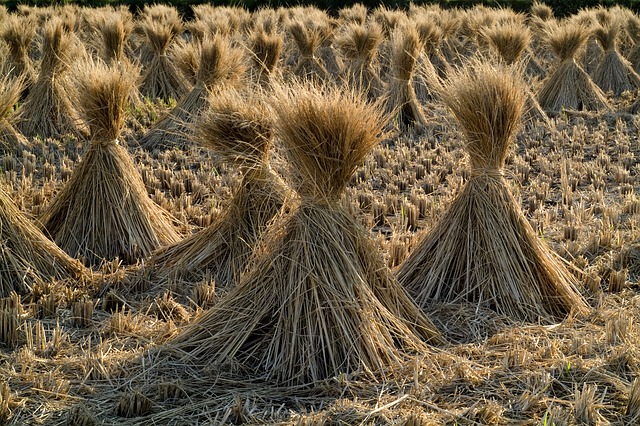 Straw, Rice, Grain, Field, Farm - Free image - 230112