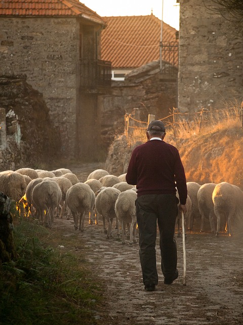 Rural, Farmer, Sheep - Free image - 298650