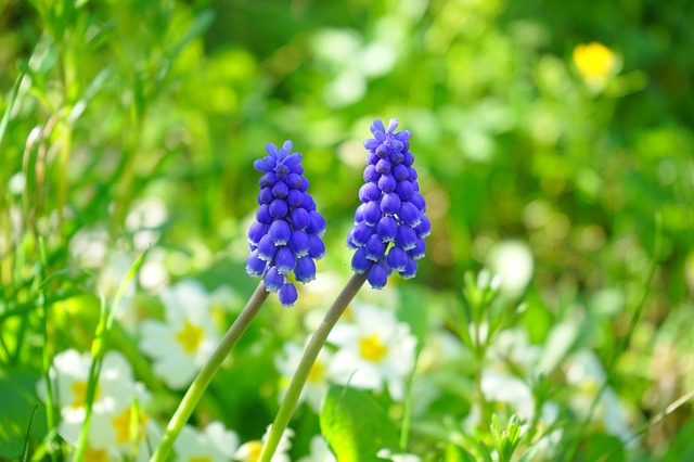 Muscari, Flower, Blue, Spring - Free image - 324343