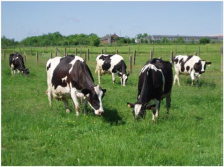 Sustainable livestock farming
